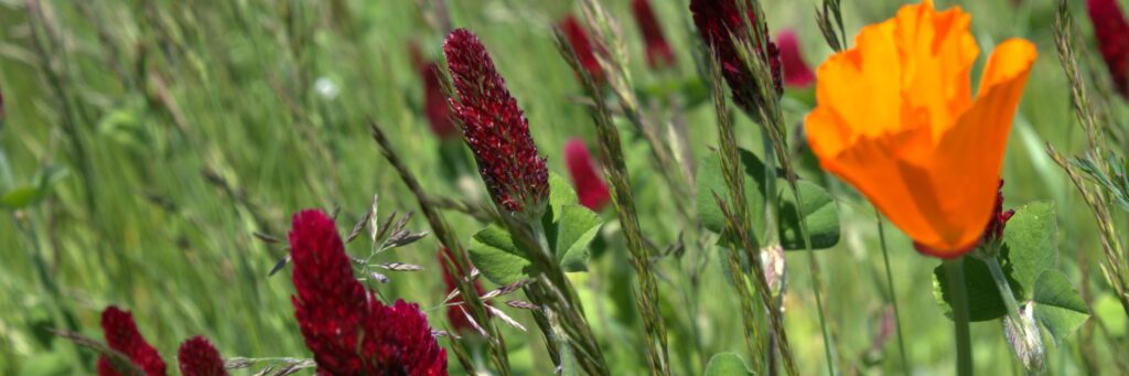 crimson clover